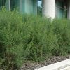 Euonymus Burning Bush #6 - Image 2